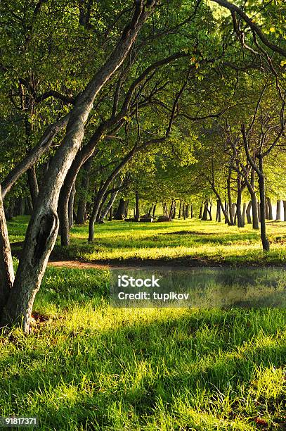 Photo libre de droit de Forêt De Conte De Fées Allée À Mystic La Lumière Du Coucher Du Soleil banque d'images et plus d'images libres de droit de Allée de jardin