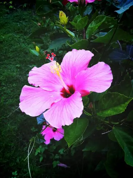 Pink Hibiscus Flower in the Garden