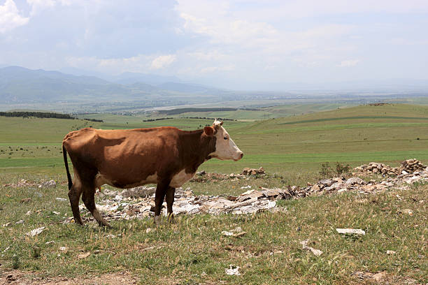 il milker - milker foto e immagini stock