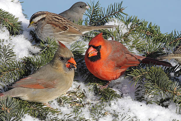 istock Mixed Flock Of Birds 91817920