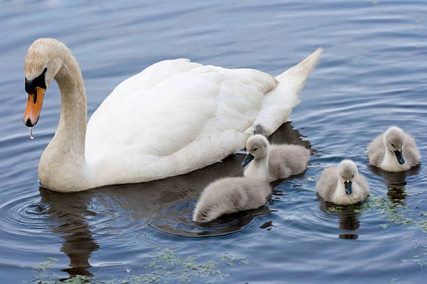 istock Mother Swan and Cygnets 91817927