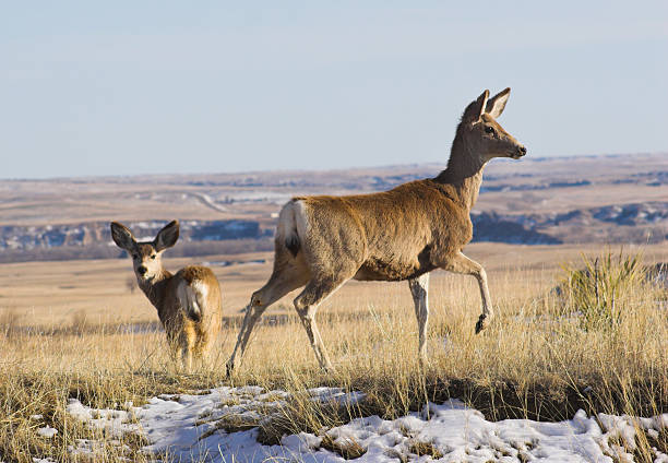 lovely mule deer stopping to say hi and then move on in the desert of Arizona white tank mountains