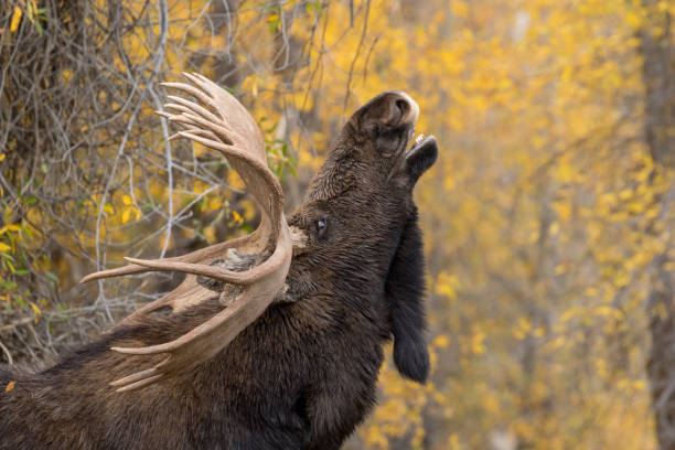 Rutting Bull Moose in Eastern Idaho.
