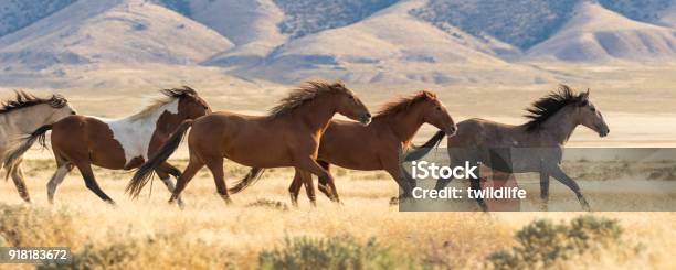 Wildpferde Laufen Stockfoto und mehr Bilder von Pferd - Pferd, Wildtier, Mustang