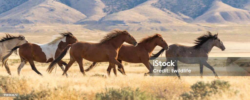 Wild Horses Running a herd of wild horses running across the desert Horse Stock Photo