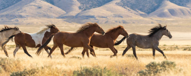 corrida de cavalos selvagens - mustang - fotografias e filmes do acervo