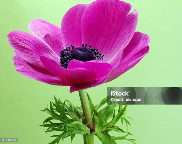 핑크 Ademone 녹색 배경에 대해 0명에 대한 스톡 사진 및 기타 이미지 - 0명, 꽃 한송이, 꽃-식물