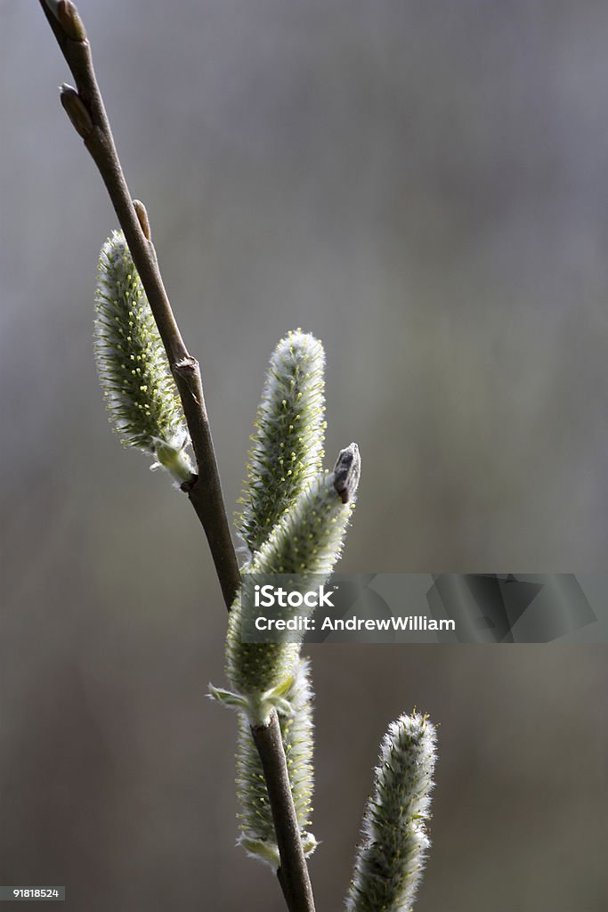 Pussy-Weiden im Frühjahr - Lizenzfrei April Stock-Foto