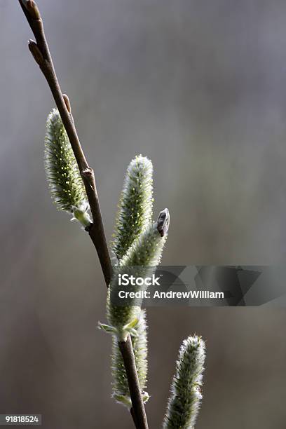 Pussywillows En Resorte Foto de stock y más banco de imágenes de Abril - Abril, Aire libre, Belleza