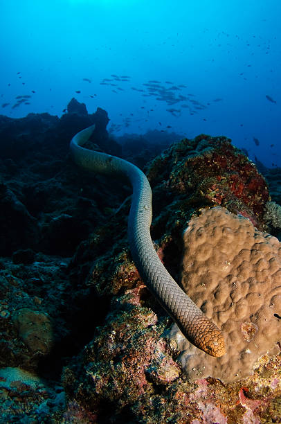 Olive Sea Snake stock photo