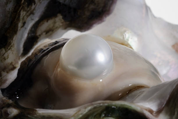 oyster e perla - queen conch foto e immagini stock