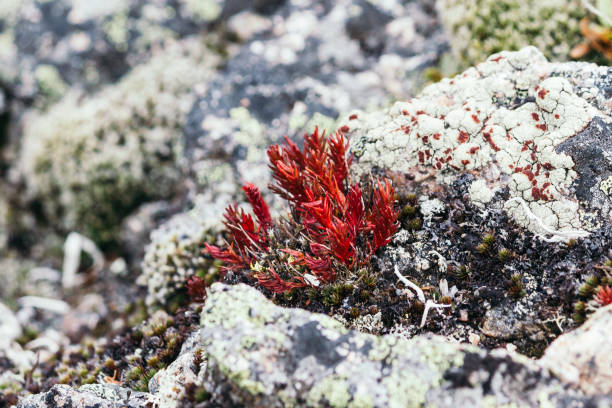 istock Red moss, the succulents on the mountain rocks 918192710
