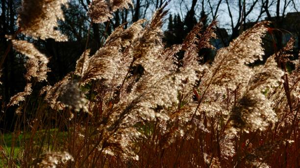 istock Sere reed heads 918192872