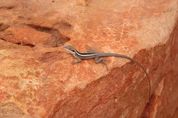 a lizard in Kings Canyon Australia