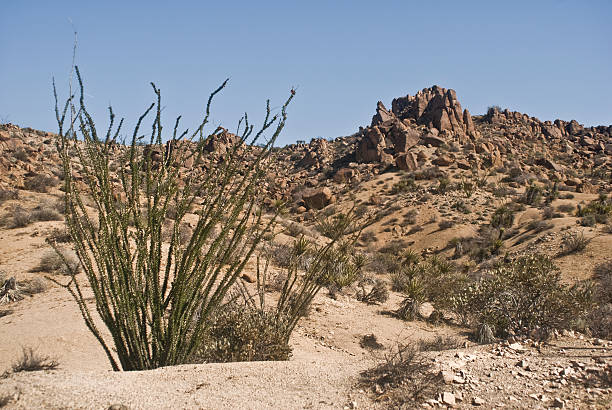 istock Desert Ocotillo against the Mountains 91819438