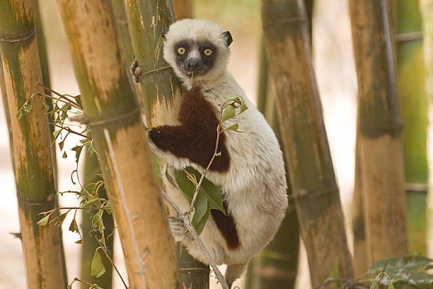 Propithecus Spp 380+ Propithecus Coquereli Stock Photos, Pictures & Royalty-Free Images ...