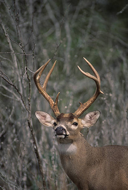 istock Portrait of a Whitetail Buck 91819527