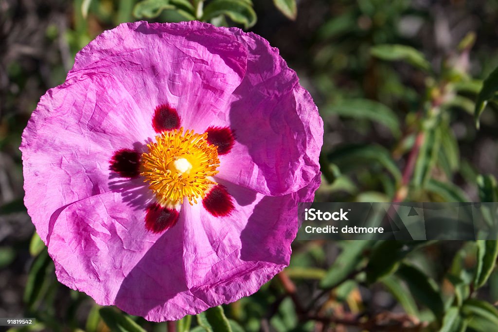 Orquídea Jara - Foto de stock de Cistus libre de derechos