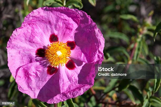 Orquídea Jara Foto de stock y más banco de imágenes de Cistus - Cistus, Color - Tipo de imagen, Flor