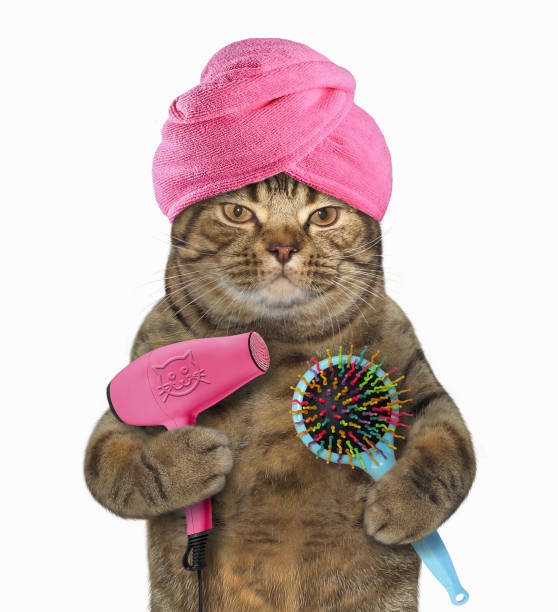 istock Cat with a hair dryer and a comb 2 918195692