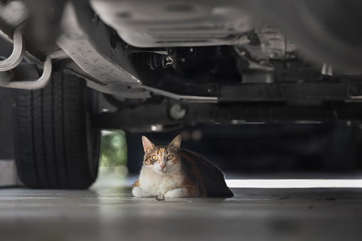 Female calico tri-color cat under a car resting on a warm day. Looking at the camera lying.