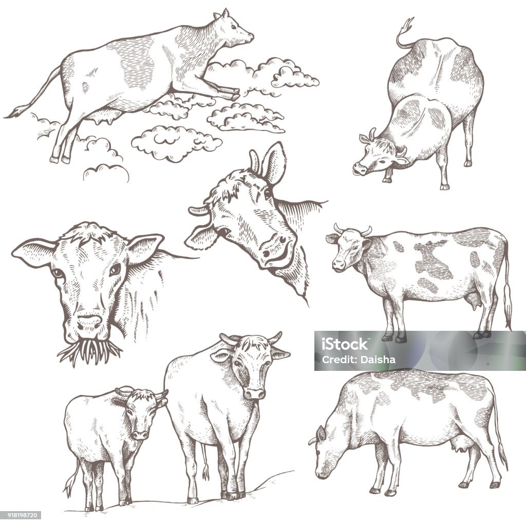 Set of Bulls Set of Bulls. The cow is coming, the cow is standing, the portraits of bulls, on the pasture. Vector illustration. Hand drawing illustration Cow stock vector