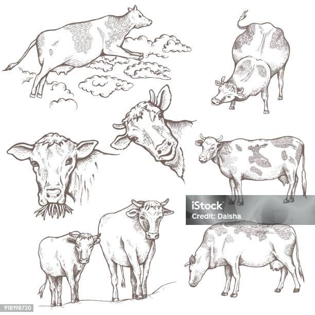 Set Of Bulls Stock Illustration - Download Image Now - Cow, Etching, Illustration