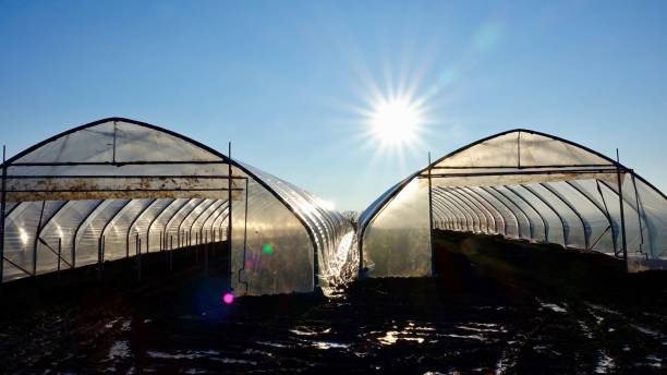 istock Greenhouse at sunset 918198860