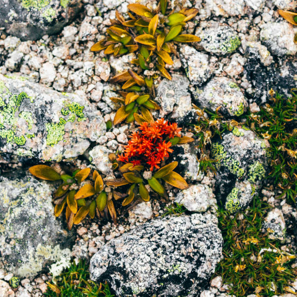 Red moss, the succulents on the mountain rocks