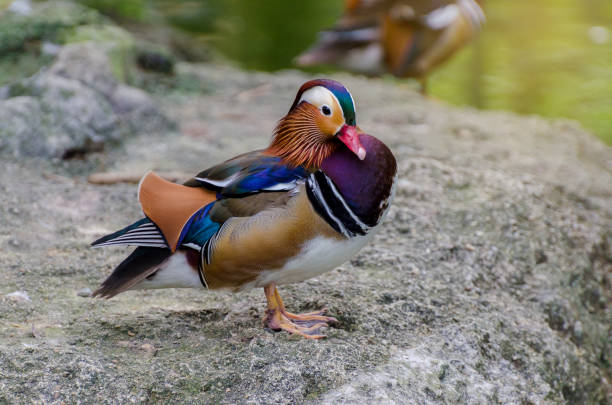 istock Aix galericulata Mandarin duck beautiful color 918199446