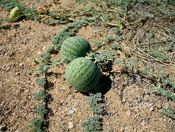 istock tsamma melon desert plant 91819957