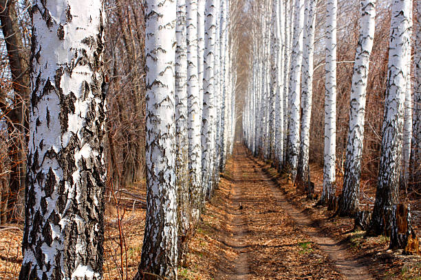 Road in forest