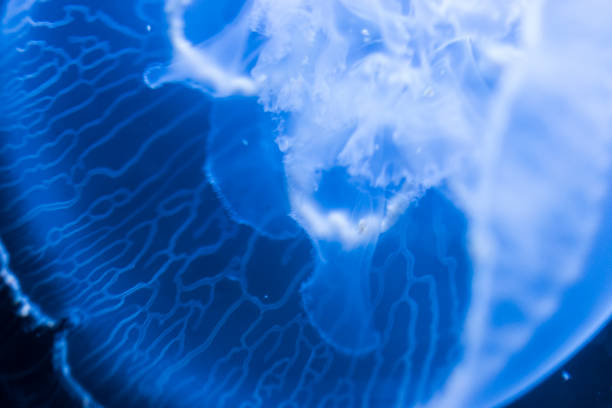 Macro of a sea jellyfish, transparent blaca on a blue background