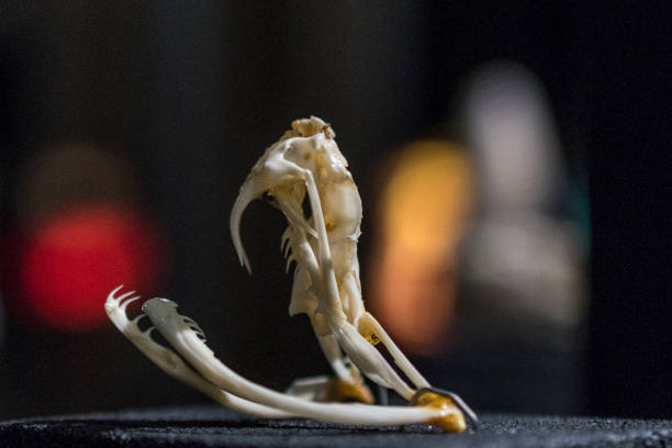 Skeleton of the head of a snake