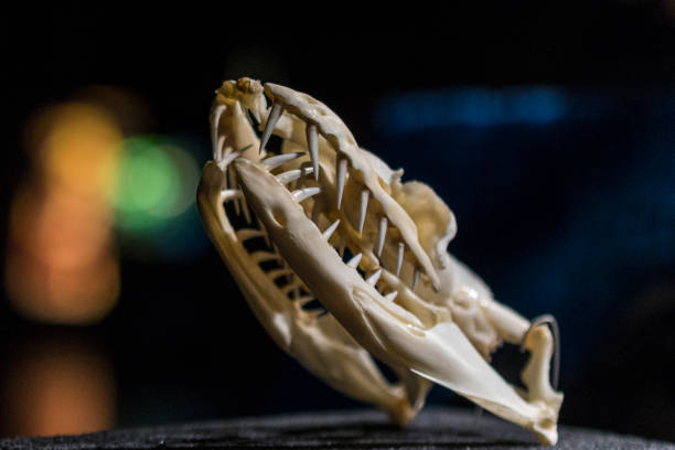 istock Skeleton of the head of a snake 918201116