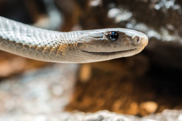 istock head of a black mamba 918201138