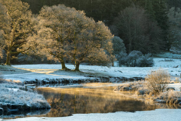 istock Oak Tree by a cold frosty River Brathay. 918201918