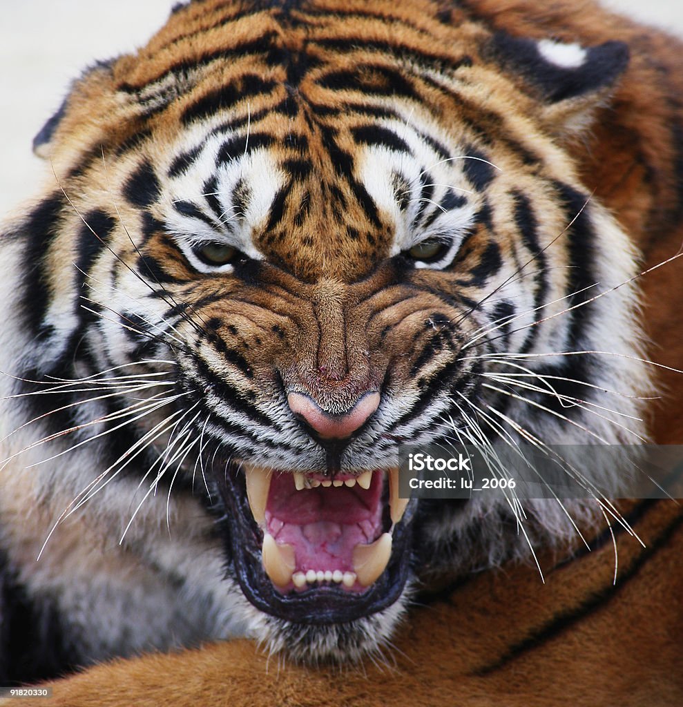 Primo piano di una tigre del viso - Foto stock royalty-free di Tigre