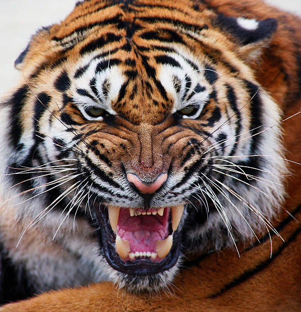 close up of a tiger's face  tiger safari animals close up front view stock pictures, royalty-free photos & images