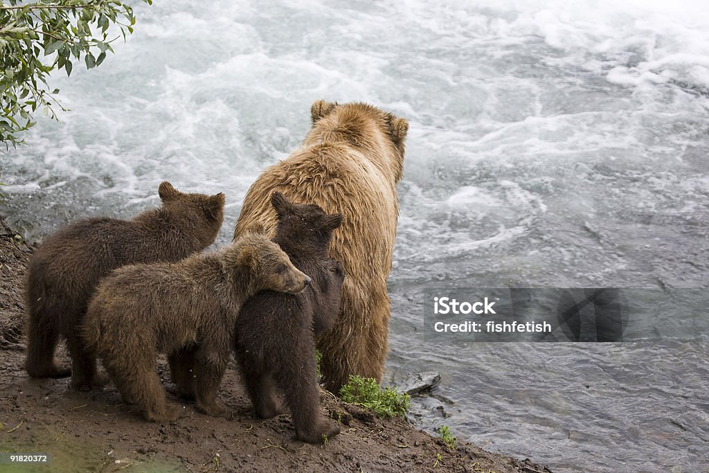 Alaskan Braunbär Familie - Lizenzfrei Königslachs Stock-Foto