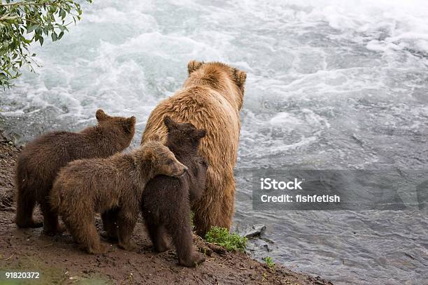 Alaskan Braunbär Familie Stockfoto und mehr Bilder von Königslachs - Königslachs, Wildtier, Alaska - US-Bundesstaat