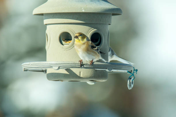 istock female goldfinch 918204298