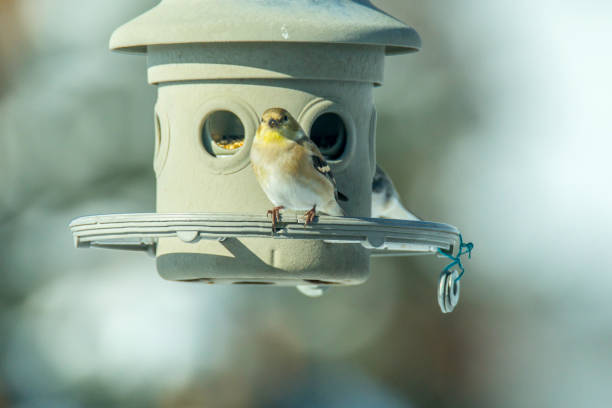 istock female goldfinch 918204316