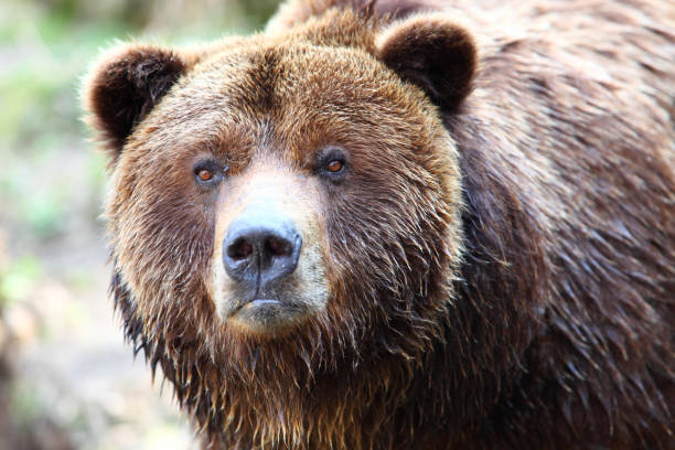 Marrón grizzly bear - foto de stock