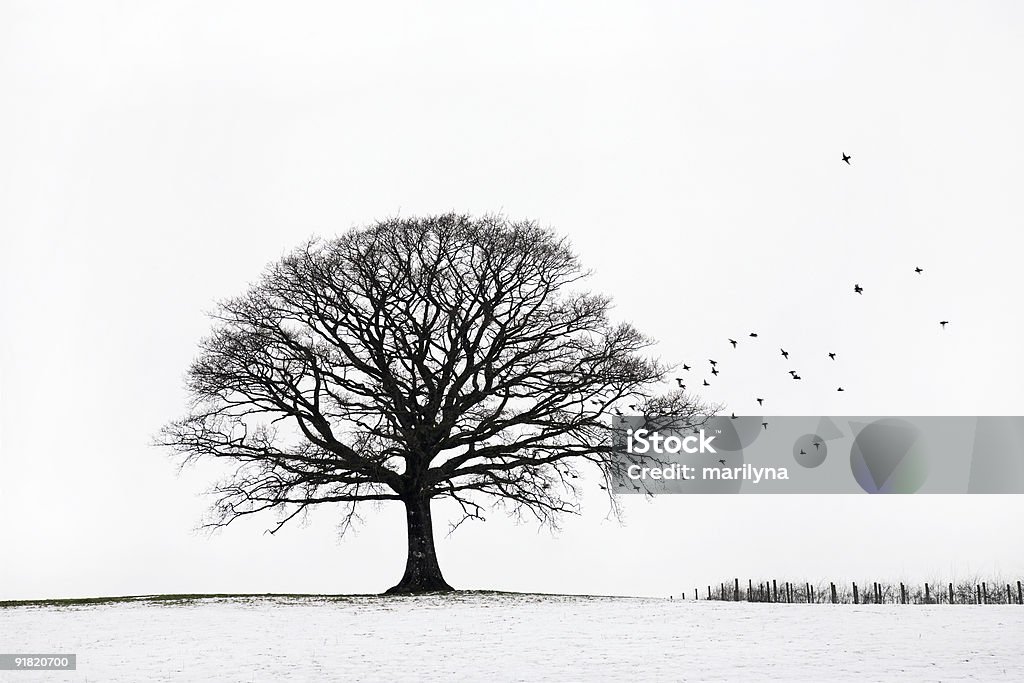 Quercia in inverno - Foto stock royalty-free di Albero