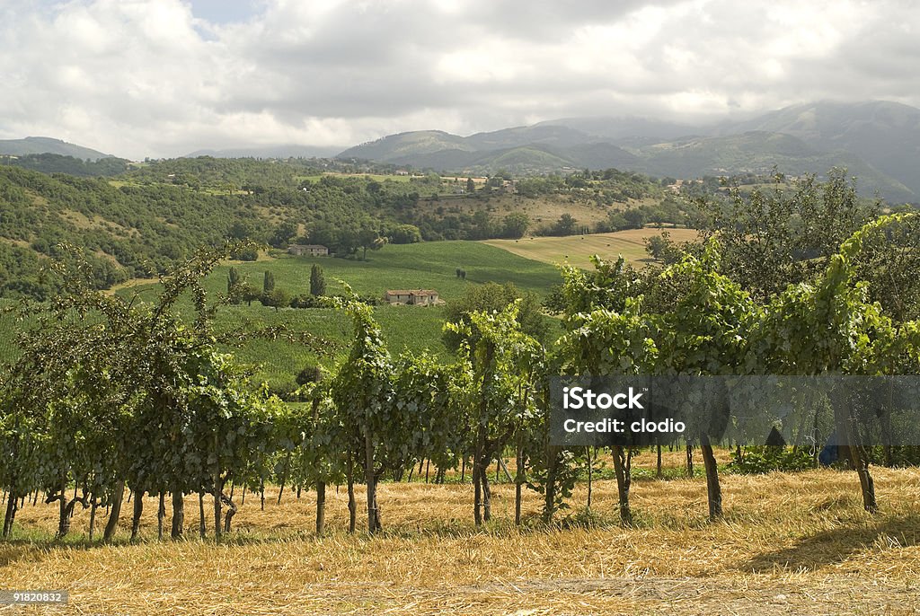 Viñedos entre Rieti y Terni - Foto de stock de Agricultura libre de derechos