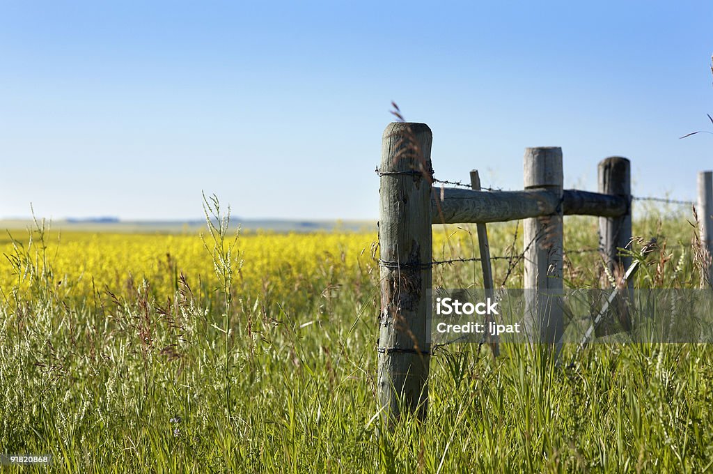 Vieille clôture près d'un champ de Canola - Photo de Agriculture libre de droits