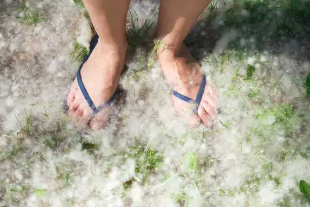 Photo of Female feet on grass covered with poplar fluff
