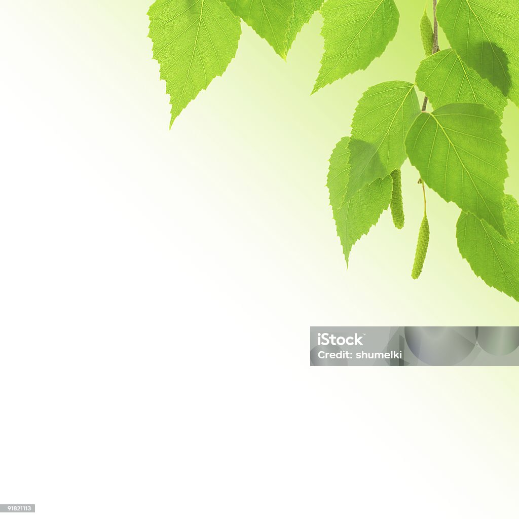 Bündel von Birke mit junge grüne Blätter - Lizenzfrei Birke Stock-Foto
