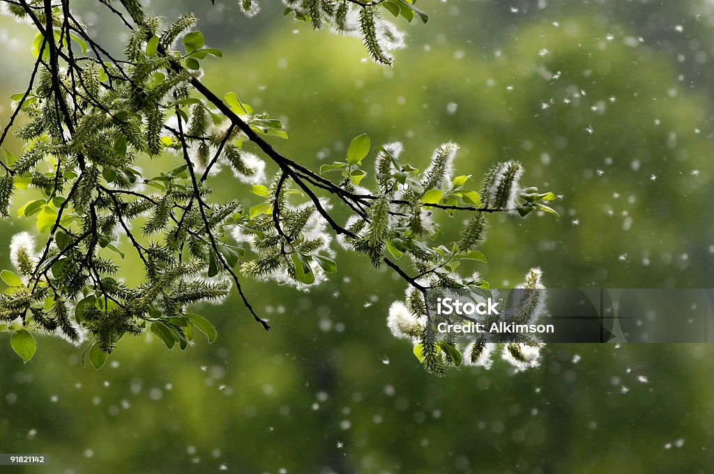 Polen como la nieve - Foto de stock de Polen libre de derechos